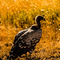 Serengeti NP